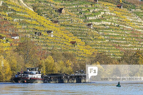 Barge MINERVA underway on the Neckar  vineyard cottages in the vineyards  colourful vineyards  Mühlhausen  Stuttgart  Baden-Württemberg  Germany  Europe