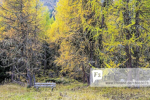 Yellow-coloured larches in autumn at Lake Palpuogna  Preda  Bergün Filisur  Canton Grisons  Switzerland  Europe