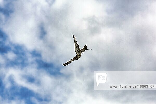 Falke (Falco)  captive  fliegt am Wolkenhimmel  Greifvogel Flugschau  Dunrobin Castle & Gardens  Golspie  Sutherland  Highlands  Schottland  Großbritannien  Europa