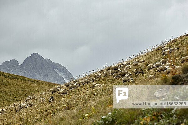 Sheep on the Col du Galibier  Route des Grandes Alpes  French Alps  France  Europe
