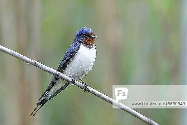 Barn swallow (Hirundo rustica) sitting on a reed  Lake Neusiedl National Park  Burgenland  Austria  Europe