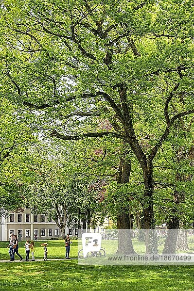 Gnarled oak trees (Quercus)  and visitors in the springtime municipal park  Kempten  Allgäu  Bavaria  Germany  Europe