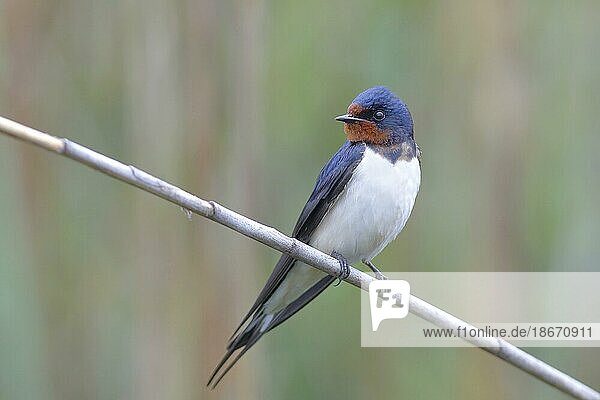 Barn swallow (Hirundo rustica) looking sideways  sitting on reed stalk  Lake Neusiedl National Park  Burgenland  Austria  Europe