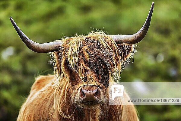 Schottisches Hochlandrind (Bos primigenius f. taurus)  Highland Cattle oder Kyloe  Kopfbild  Insel Lewis and Harris  Äußere Hebriden  Hebriden  Schottland  Großbritannien  Europa