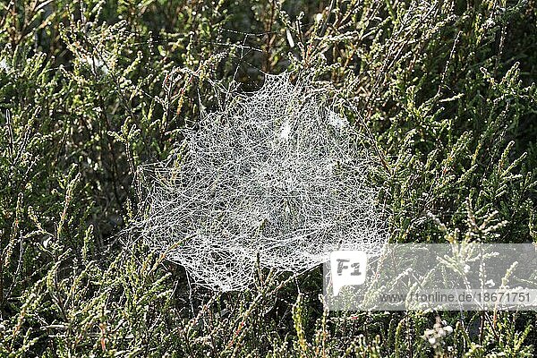 Taubedeckte Spinnweben in der Bodenvegetation  Emsland  Niedersachsen  Deutschland  Europa