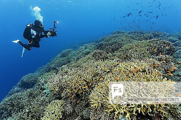 Cameraman filming coral reef with professional underwater video camera type RED Dragon X 6K Digital Cinema Camera in Nauticam underwater housing  Sulu Sea  Pacific Ocean  Palawan  Calamian Islands  Philippines  Asia
