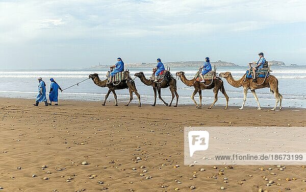 Touristen reiten auf Kamelen am Strand  gekleidet in blaue Beduinengewänder  Essaouira  Marokko  Nordafrika  Afrika