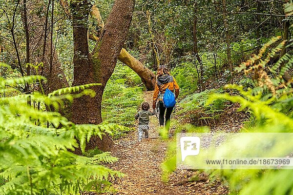 Wanderung durch Las Creces auf dem Pfad im Mooswald des Nationalparks Garajonay  La Gomera  Kanarische Inseln