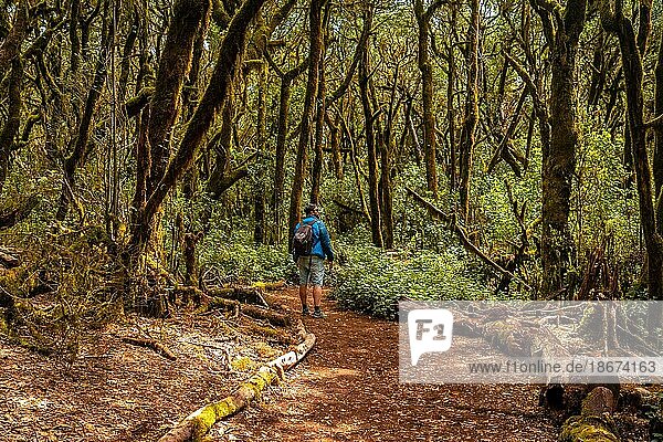 Man on a trekking in Garajonay del Bosque natural park in La Gomera  Canary Islands. Trees with moss  humid forest on the path of Raso de la Bruma and Risquillos de Corgo