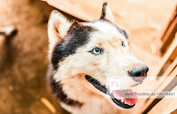 Gesicht eines schönen Husky Hundes. Nahaufnahme eines niedlichen Husky Hundes  der in die Kamera schaut