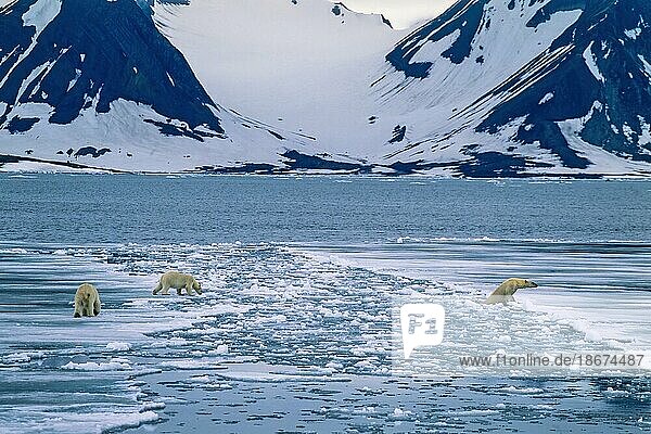 Eisbären auf dem Weg zur Überquerung einer Eisrutsche in einer arktischen Küstenlandschaft auf Spitzbergen  Svalbard  Norwegen  Europa