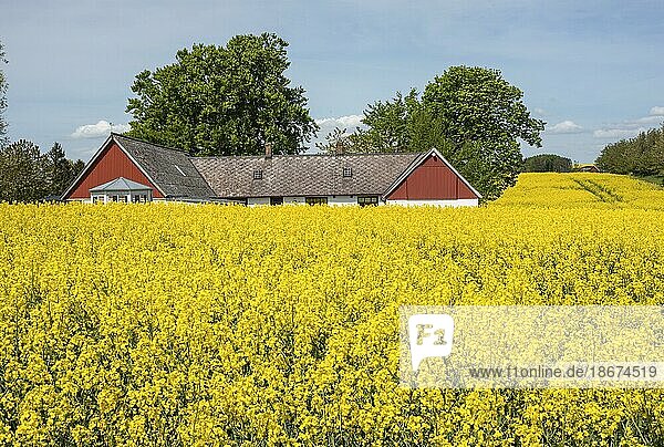 Landschaft mit blühenden Rapsfeldern in der Gemeinde Ystad  Schonen  Schweden  Skandinavien  Europa