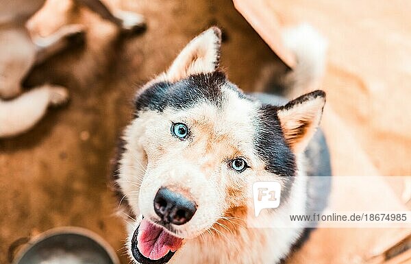 Nahaufnahme eines niedlichen Husky Hundes  der in die Kamera schaut. Gesicht eines schönen Husky Hundes