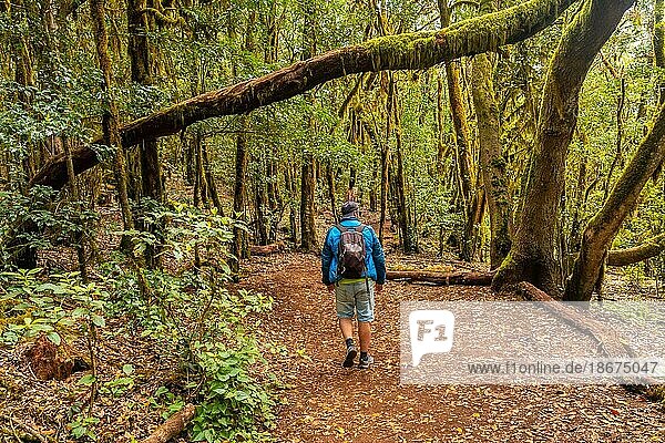 Man on the Garajonay trail of the Parque Natural del Bosque in La Gomera  Canary Islands. Trail of Raso de la Bruma and Risquillos de Corgo