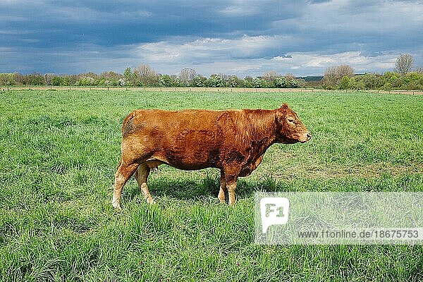 Cow (Bos taurus) on green meadow  North Rhine-Westphalia  Germany  Europe