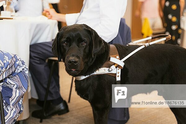Schwarzer Labrador  der als Blindenhund für eine blinde Frau arbeitet. Assistent für die blinde Person. In einem Restaurant mit seinem Besitzer