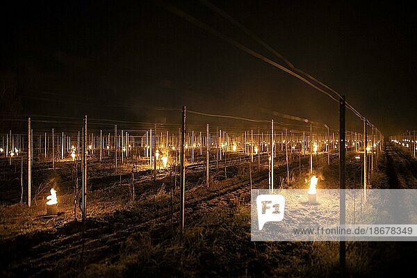 Fires loom on the vineyard of Wackerbarth Castle in Weinböhla  26.04.2021. The vineyard fires are lit by the winegrowers to protect the buds of the vines from late frost. The frost can lead to damage and consequently to harvest losses. Copyright: Florian Gärtner photothek.de  Weinböhla  Germany  Europe