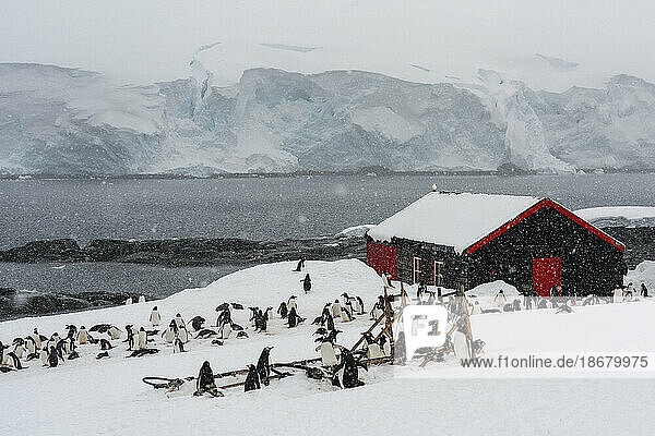 Gentoo penguins (Pygoscelis papua)  Port Lockroy British Antarctic Base  Wiencke Island  Antarctica  Polar Regions