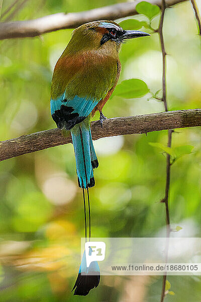 Guardabarranco (turquoise-browed motmot)  national bird of Nicaragua  in the Biological Reserve  Nosara  Guanacaste  Costa Rica  Central America