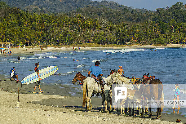 Horse for hire on the popular sandy beach at this laid-back village andresort  Samara  Nicoya Peninsula  Guanacaste  Costa Rica  Central America