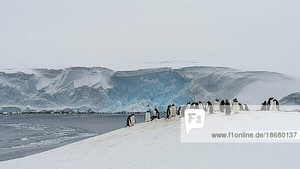 Gentoo penguin colony (Pygoscelis papua)  Damoy Point  Wiencke Island  Antarctica  Polar Regions