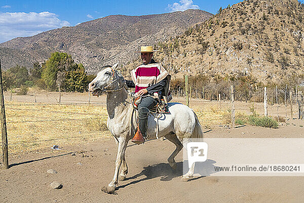 Huaso riding horse at ranch on sunny day  Colina  Chacabuco Province  Santiago Metropolitan Region  Chile  South America