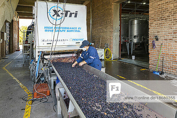 Worker sorting and processing of grapes in El Principal winery  Pirque  Maipo Valley  Cordillera Province  Santiago Metropolitan Region  Chile  South America