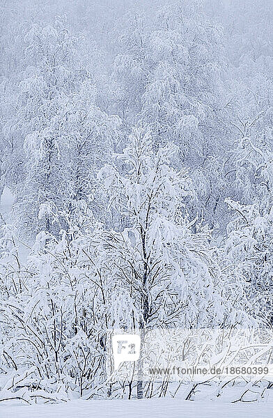 Beautiful snow covered trees in winter  near Sorli  Island of Senja  Troms og Finnmark county  Norway  Scandinavia  Europe
