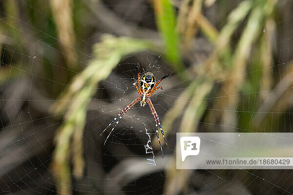 A grass spider (Argiope catenulata) in its web  West Java  Indonesia  Southeast Asia  Asia