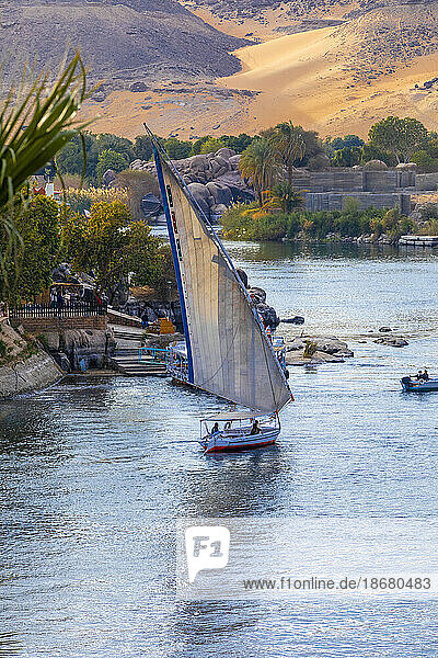 Feluccas on The River Nile  Aswan  Egypt  North Africa  Africa