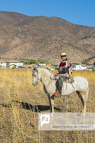 Traditionally dressed huaso riding horse on field  Colina  Chacabuco Province  Santiago Metropolitan Region  Chile  South America