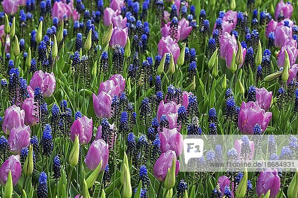 Blühende rosa Tulpen (Tulipa) und blaue Traubenhyazinthen (Muscari)  Belgien  Europa
