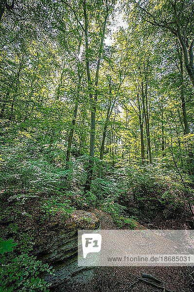 Waldweg und Kalksteinfelsen Im Mischwald am Burschenplatz bei Sonnenschein im Sommer  Jena  Thüringen  Deutschland  Europa