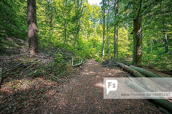 Todholz auf einem Waldweg im Mischwald im Rautal am Burschenplatz im Sommer  Jena  Thüringen  Deutschland  Europa
