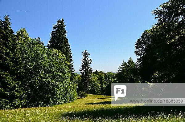 Spring season. Green grass and green trees. Forest landscape. Forest in mountains. Clear blue sky. Nature background