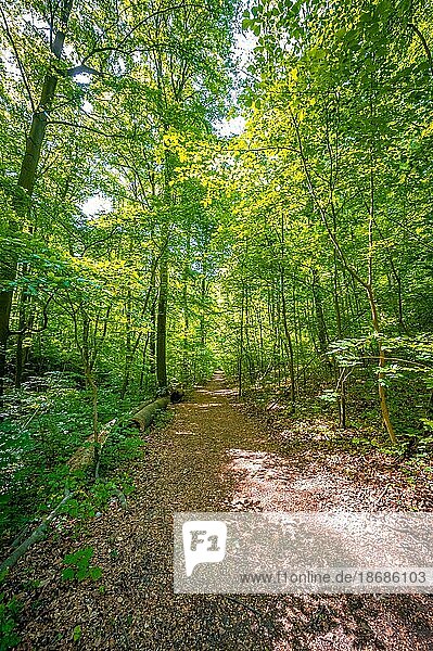 Waldweg in einem Mischwald bei Sonnenschein  Jena  Thüringen  Deutschland  Europa