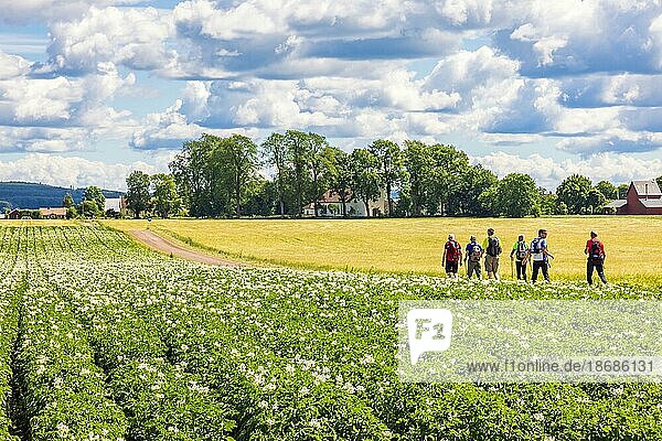 Männer beim Spaziergang durch ein blühendes Kartoffelfeld auf dem Lande an einem sonnigen Sommertag  Schweden  Europa