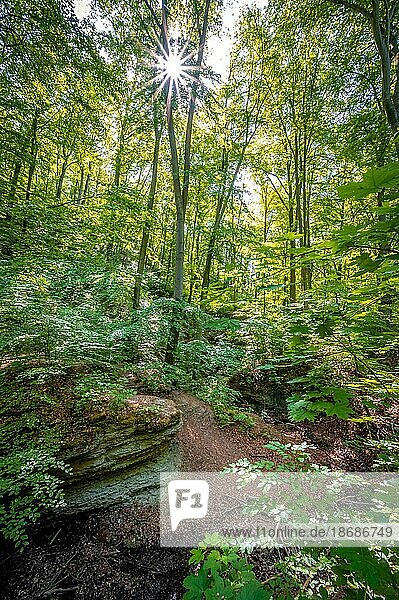 Kalksteinfelsen im Mischwald am Burschenplatz im Rautal Waldgebiet mit Sonnenstern im Sommer  Jena  Thüringen  Deutschland  Europa
