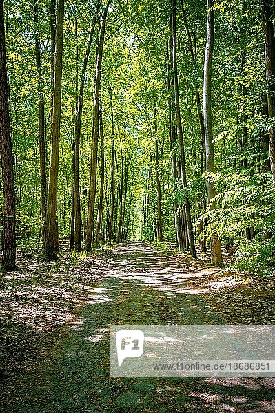 Hiking trail through a mixed forest in summer sunshine  Kleineutersdorf  Thuringia  Germany  Europe