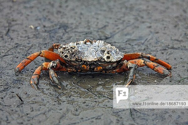 European shore crab (Carcinus maenas)  green crab  alien invasive species at low tide