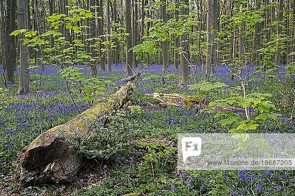 Umgestürzte Buche und blühende Glockenblumen (Endymion nonscriptus) im Wald im Frühling