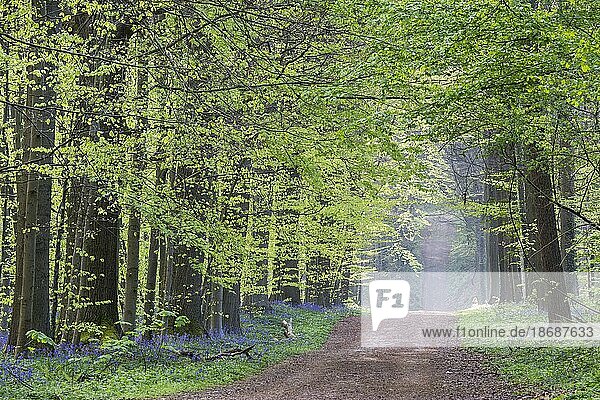 Weg und blühende Glockenblumen (Endymion nonscriptus) in einem Buchenwald (Fagus sylvatica) im Frühling