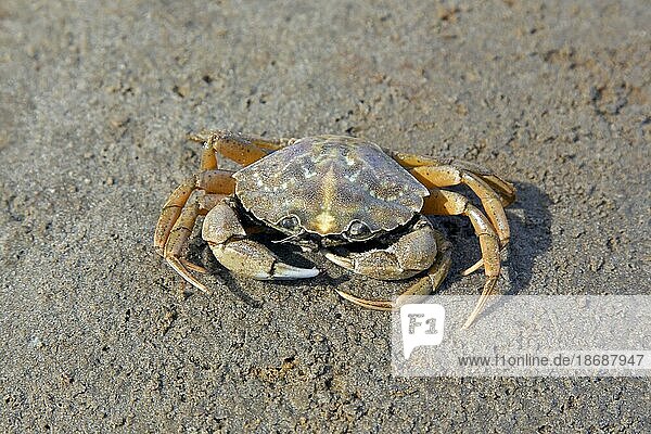 Green shore crab  European green crab (Carcinus maenas)  common littoral crab native to the Atlantic Ocean and Baltic Sea on beach at low tide