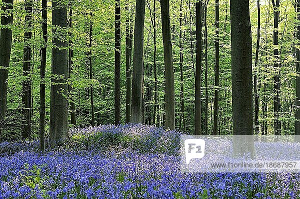 Blauglöckchen (Endymion nonscriptus) in einem Buchenwald (Fagus sylvatica)  Hallerbos  Belgien  Europa