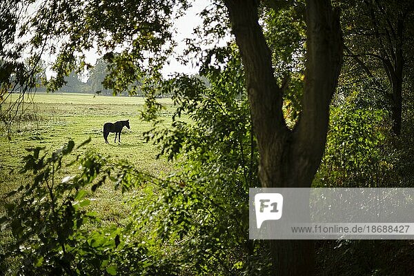 A horse stands in a pasture near Burg in the Spreewald. Schmogrow  16.10.2021  Schmogrow  Germany  Europe