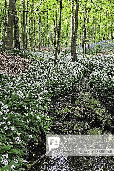 Bärlauch (Allium ursinum)  Bärlauch und Glockenblumen blühen entlang eines Waldbachs in einem Buchenlaubwald