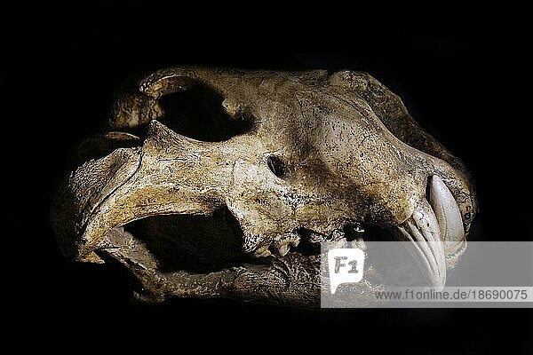 Eurasischer Höhlenlöwe (Panthera spelaea)  Schädelfossil aus dem Spätpleistozän
