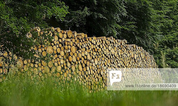 Stämme Nadelholz liegen zu einem Polter gestapelt im Wald. Ummanz  27.06.2021  Ummanz  Mecklenburg-Vorpommern  Deutschland  Europa