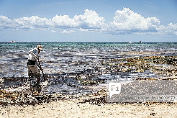 Mexican worker picking seaweed from (sargassum) on the beach.Ecology problem in tropical islands