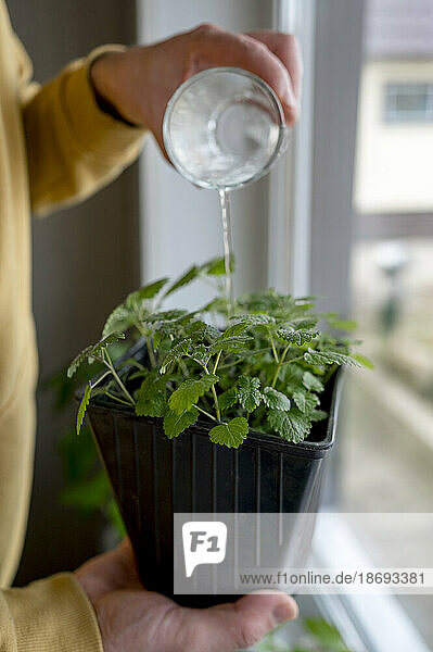 Mann gießt zu Hause ein Glas Wasser in eine Topfpflanze